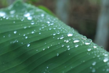 su damlaları yeşil muz yaprakları üzerinde