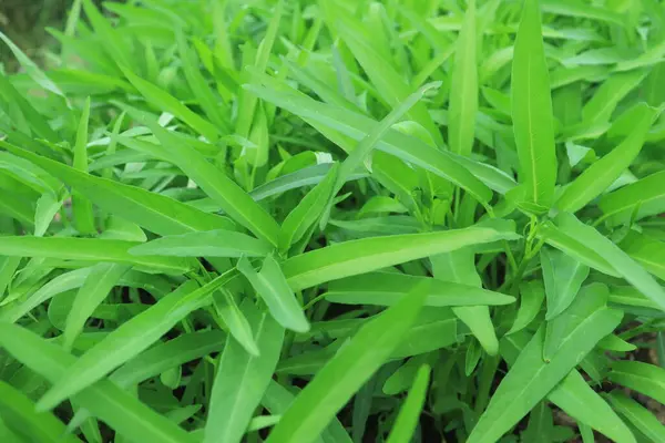 Groen Water Spinazie Planten Groei Bij Moestuin Groente Zuidoost Azië — Stockfoto