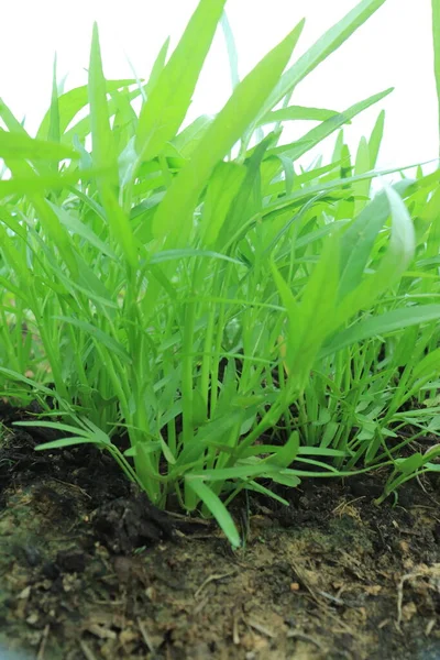 Groen Water Spinazie Planten Groei Bij Moestuin Groente Zuidoost Azië — Stockfoto