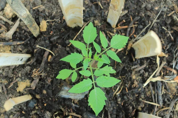 Jonge Tomatenplanten Een Tuin Met Organische Meststoffen — Stockfoto