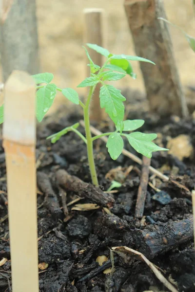 Молодые Томатные Растения Саду Органическими Удобрениями — стоковое фото