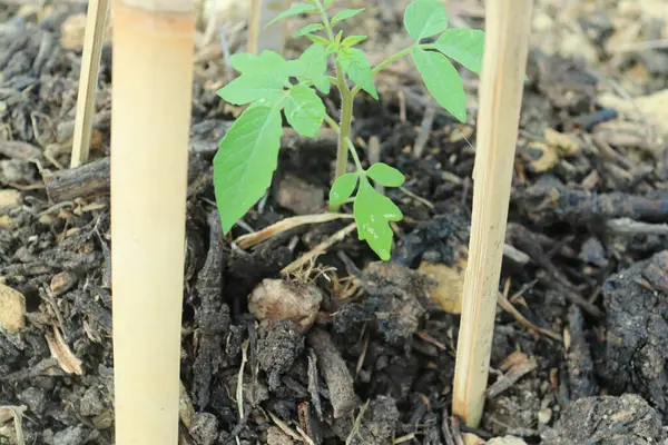 Jonge Tomatenplanten Een Tuin Met Organische Meststoffen — Stockfoto