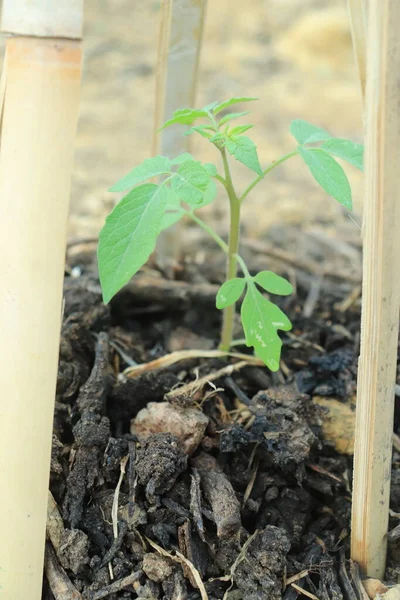 在有有机肥的花园里种植小番茄 — 图库照片