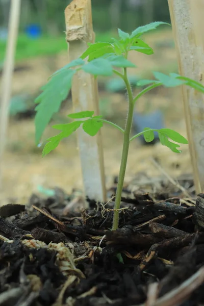Молоді Рослини Вирощування Помідорів Саду Органічними Добривами — стокове фото