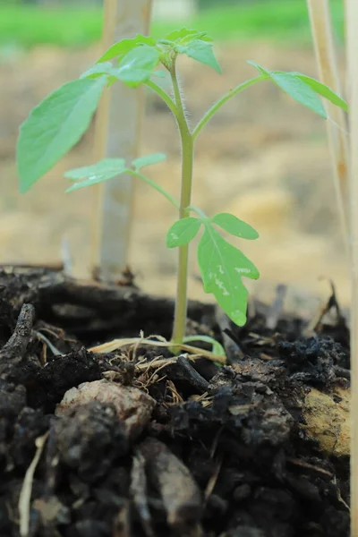 Jóvenes Plantas Tomate Crecimiento Jardín Con Fertilizantes Orgánicos —  Fotos de Stock