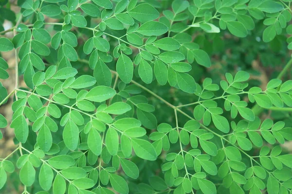 stock image Moringa tree leaf background. for health and diet programs