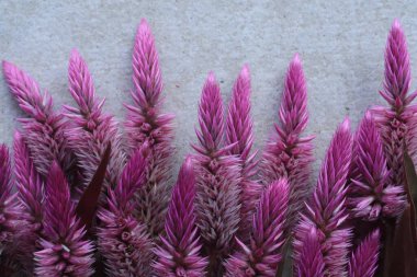 Celosia argentea çiçeğinin tam bir çerçevesi ilginç bir düzenleme ve beyaz bir arkaplan. Arkaplan, duvar kağıtları ve kartlar için.