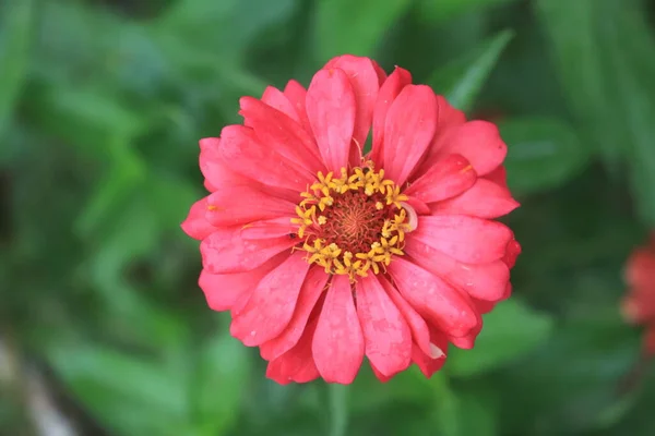 Макро Портретна Фотографія Червоної Квітки Зінья Вервіана Розквітлої Зверху Оточеної — стокове фото