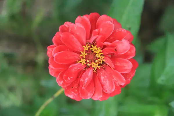 Макро Портретна Фотографія Червоної Квітки Зінья Вервіана Розквітлої Зверху Оточеної — стокове фото
