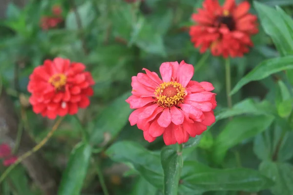 Muotokuva Punainen Zinnia Veruviana Kukka Kukassa Laukaus Ylhäältä — kuvapankkivalokuva