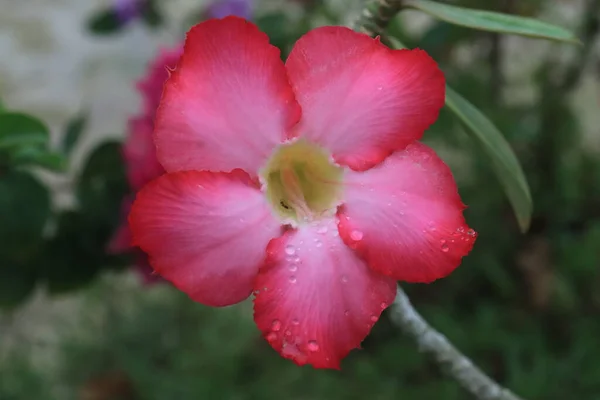 Adenium Obesum Kwiaty Kwitnące Zielonych Liściach Zbliżenie Piękny Kwiat Jest — Zdjęcie stockowe