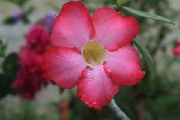 緑の葉の上に咲くAdenium Obesum花を閉じる美しい花は簡単に成長させることができる植物です 干ばつの条件に非常に耐性ニックネームを受け取るまで 砂漠のバラ — ストック写真