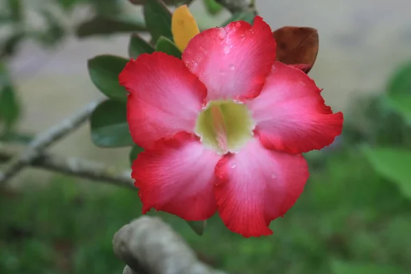 Adenium Obesum Kwiaty Kwitnące Zielonych Liściach Zbliżenie Piękny Kwiat Jest — Zdjęcie stockowe