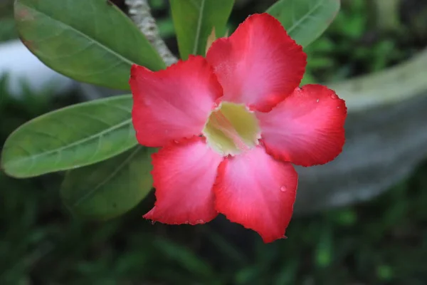 Άνθη Adenium Obesum Ανθίζουν Πράσινα Φύλλα Closeup Όμορφο Λουλούδι Είναι — Φωτογραφία Αρχείου