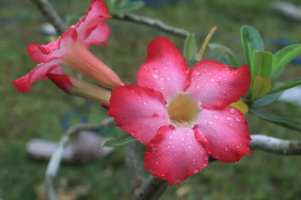 Adenium Obesum Flores Florescendo Folhas Verdes Closeup Bela Flor Uma — Fotografia de Stock