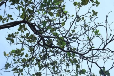 Ceviz (Anacardium occidentale) ağacı. Mavi gökyüzü arkaplanı