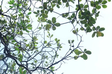 Ceviz (Anacardium occidentale) ağacı. Mavi gökyüzü arkaplanı