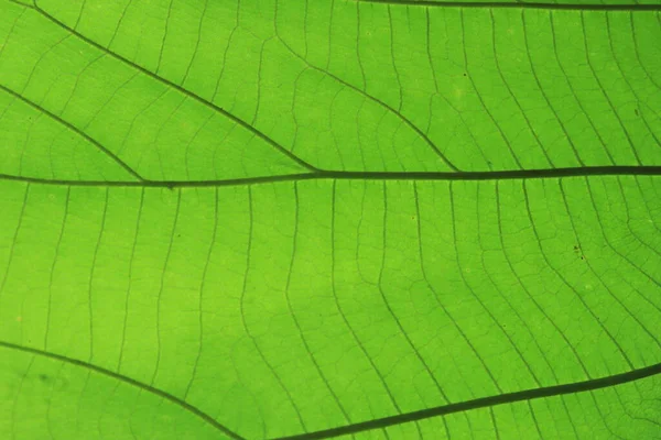 Крупним Планом Текстура Зеленого Листя Паперу Прогулянок Слайдів — стокове фото