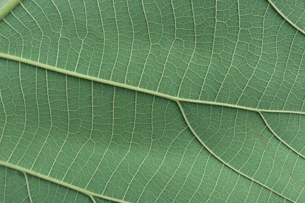 Zavřít Zelené Listy Textury Pro Tapetu Prezentační Snímek — Stock fotografie