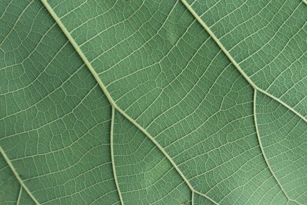 Close Green Leaf Texture Walpaper Presentarion Slide — Stock Photo, Image