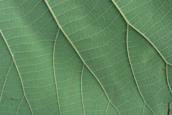 Zavřít Zelené Listy Textury Pro Tapetu Prezentační Snímek — Stock fotografie