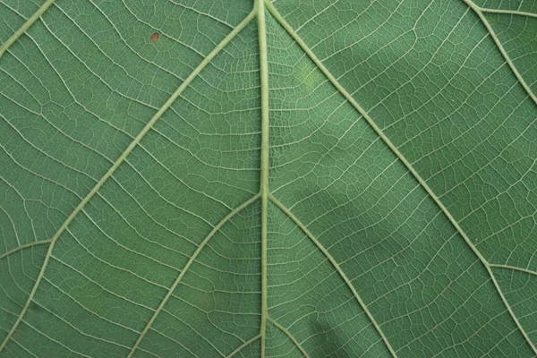 Close Green Leaf Texture Walpaper Presentarion Slide — Stock Photo, Image