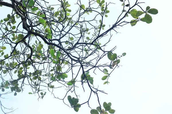 Cashew Nut Anacardium Occidentale Tree Blue Sky Background — Stock Photo, Image
