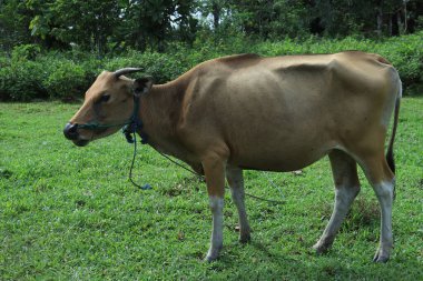 Çayırdaki sıska kahverengi inek
