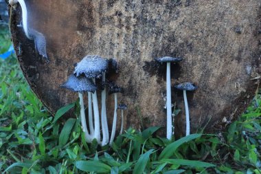 Tahtadaki mantarlar. Ağaç kütüğünde yabani mantarlar. Bitki organik maddesini emerek yaşıyor.