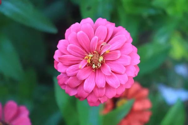 Макро Портретна Фотографія Рожевої Квітки Зіндія Вервіана Розквітлої Знятої Зверху — стокове фото