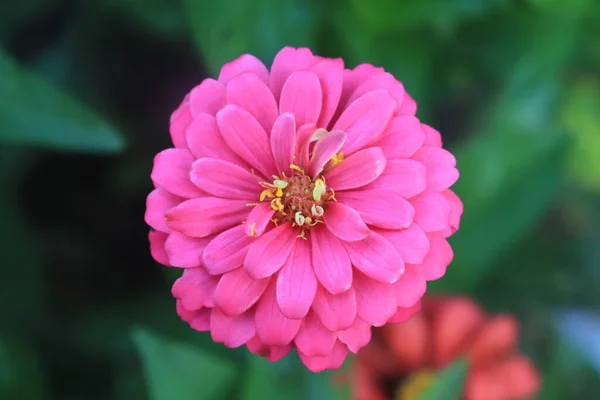 Makro Muotokuva Vaaleanpunainen Zinnia Veruviana Kukka Kukassa Laukaus Ylhäältä Ympäröivät — kuvapankkivalokuva