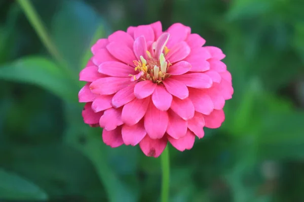 Makro Portrétní Fotografie Rozkvetlého Růžového Květu Zinnia Veruviana Vyfoceného Shora — Stock fotografie