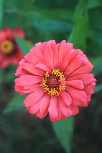 Makro Porträtfoto Einer Blühenden Roten Zinnia Veruviana Blume Aufgenommen Von — Stockfoto