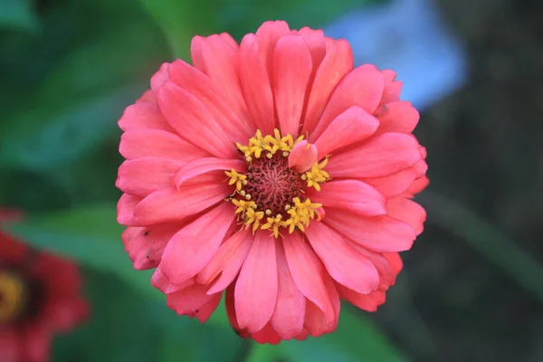Makro Muotokuva Punainen Zinnia Veruviana Kukka Kukassa Laukaus Ylhäältä Ympäröivät — kuvapankkivalokuva