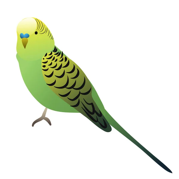 Vektor Papegoja Grön Med Gul Färg — Stock vektor