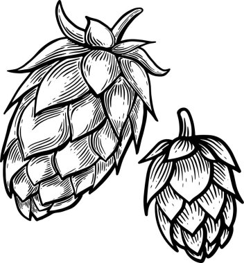 Ayrıntılı bir zıplama konisinin siyah ve beyaz vektör çizimi. Bu çizim, genellikle demleme ve aşçılık uygulamalarında kullanılan hop 'un karmaşık katmanlarını ve dokularını vurgular.