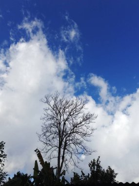 Unleash the power of nature and elevate your space with the calming presence of this stunning silhouette. The stark contrast of a lone tree against a backdrop of fluffy white clouds. clipart