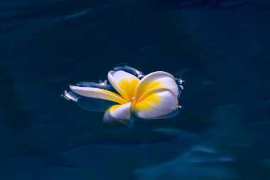 Turkuaz yüzme havuzunda yüzen beyaz bir Plumeria çiçeğinin yakın plan fotoğrafı. Çiçeğin sarı bir merkezi ve kahverengi bir mantarı vardır. Yüksek kalite fotoğraf