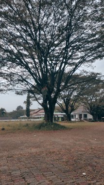 Görüntü büyüleyici bir perspektif sunuyor, yukarı doğru heybetli bir ağaca bakıyor. Ağaç uzun ve gururlu duruyor, kalın, dokulu kabuğu yosun parçalarıyla süslenmiş..