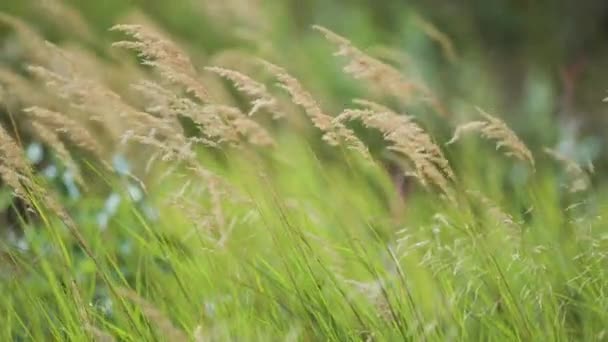 Närbild Det Fluffiga Gräset Den Lummiga Ängen Slow Motion Pan — Stockvideo