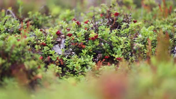 一个特写镜头的覆盆子灌木丛 水泡前景 向右转 高质量的4K镜头 — 图库视频影像
