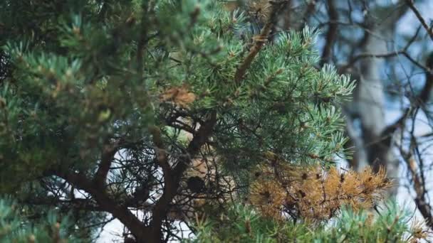 在模糊的背景上 一张松树枝条的特写照片 慢动作 向右转 高质量的4K镜头 — 图库视频影像