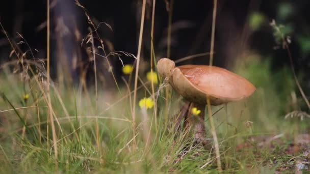 一个特写镜头的布朗帽伞形蘑菇 高质量的4K镜头 — 图库视频影像