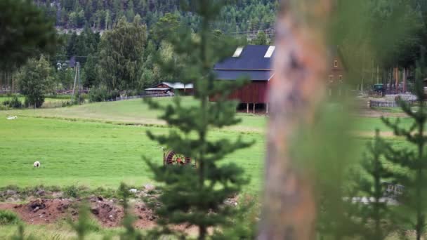Uma Pequena Quinta Sopé Montanha Bando Ovelhas Pastando Prado Exuberante — Vídeo de Stock