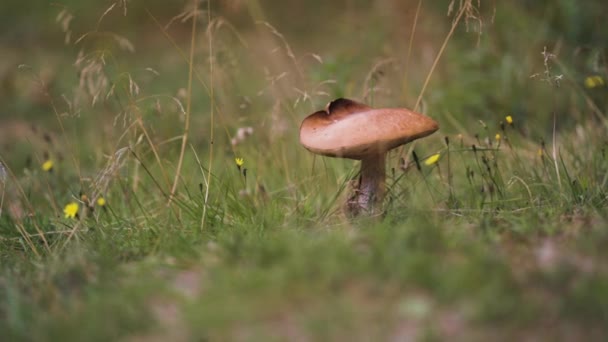 Close Shot Mushroom Green Grass High Quality Footage — Stock Video