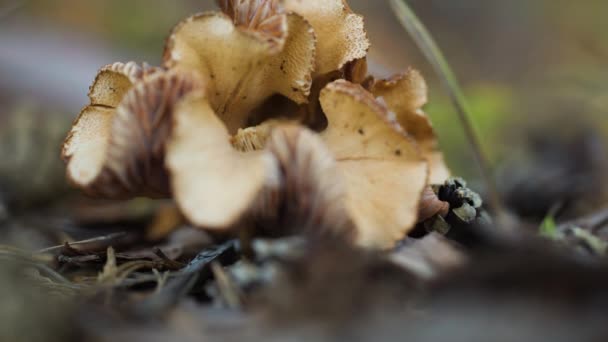 Egy Közeli Kép Felborzolt Gombáról Erdő Padlóján Kiváló Minőségű Felvételek — Stock videók