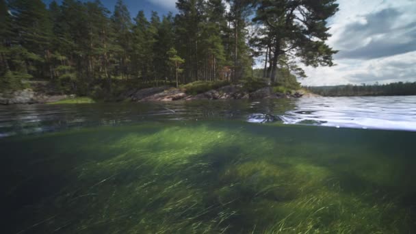浅浅的杂草和海藻在水里轻柔地摇曳 树木覆盖着岩石海岸 高质量的4K镜头 — 图库视频影像
