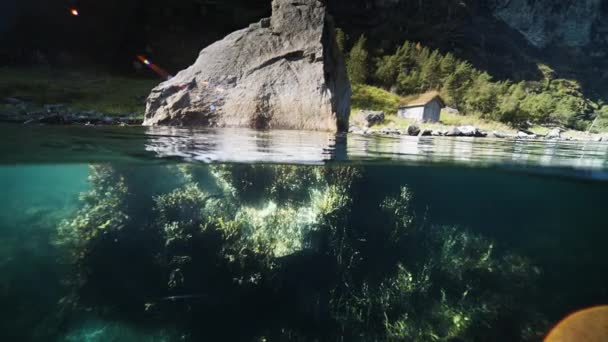 Shot Fjord Weeds Kelp Sway Gently Water High Quality Footage — Stock Video