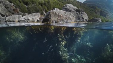 Fiyort 'un altında bir çekim. Yabani otlar ve yosunlar suda hafifçe sallanır. Ağaçlar yukarıdaki gri kayaları kaplar. Yüksek kalite 4K görüntü