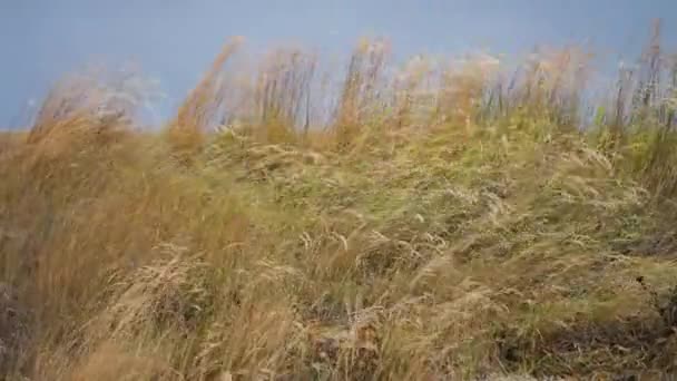 Ветер Качает Высокую Траву Прибрежных Дюнах Медленное Движение Кастрюля Следующая — стоковое видео